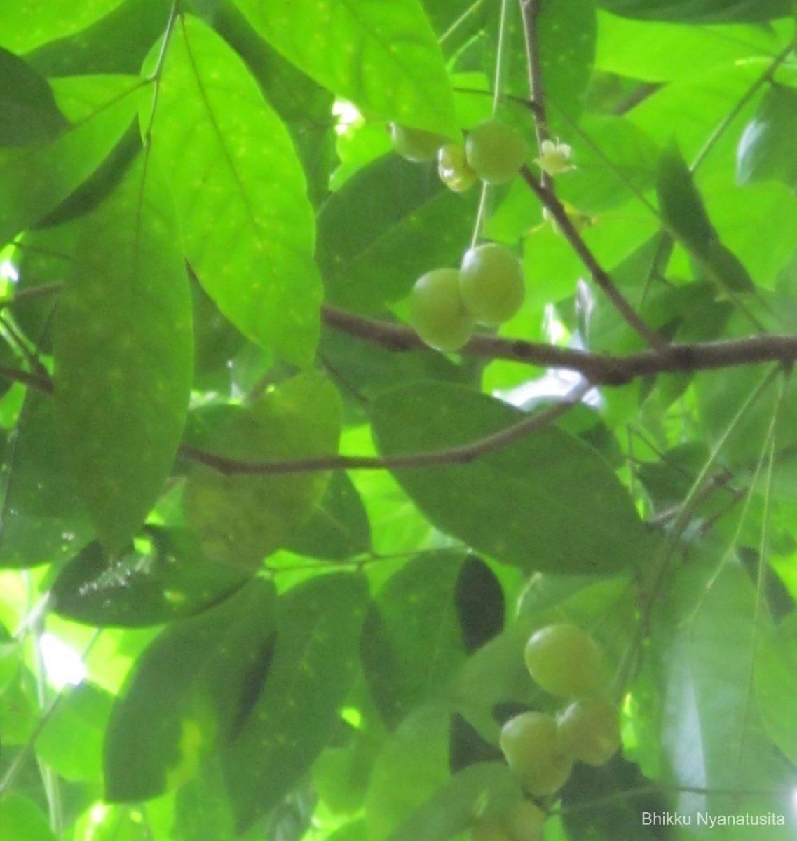 Harpullia arborea (Blanco) Radlk.